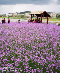 ���޲�ʢ���Ĵ�ׯ������ɫ�����޲�һ����������