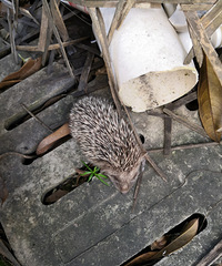 ��̬��������������ƽԭ�д����