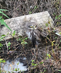 ��̬��������������ƽԭ�д����