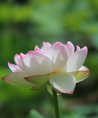 ���պɻ�ʢ���ˣ����ͺ����ҷ���