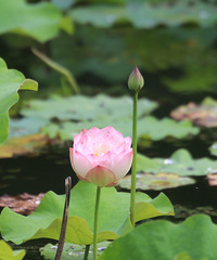 ���պɻ�ʢ���ˣ����ͺ����ҷ���