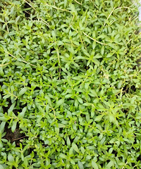 ����ʲô�ݣ���˵ȥ��ܺ�