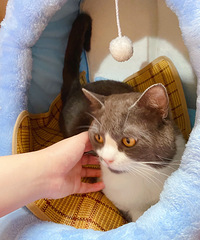 Ӣ��è�� ʮ���� ���ᰲ����������