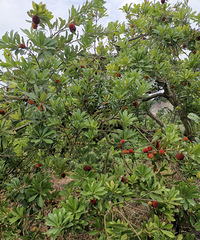 ������÷�ѳ��죬�ٹ��������ҽ�ӭ������