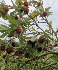 ������÷�ѳ��죬�ٹ��������ҽ�ӭ������