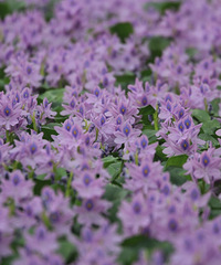 ˮ��«�Ļ�Ҳ���Կ�������𺳣��������