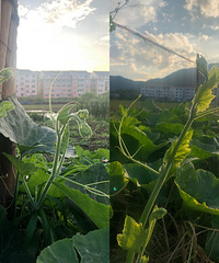 ��˽����ʳNO.43�����������Ϲ���Ҷ