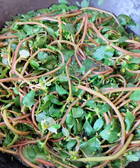 ���������ȣ�ζ�����Ǻܲ�����