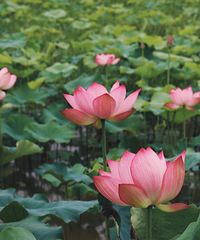 ��ӳµĺɻ���ȥ������Ҷ�����������