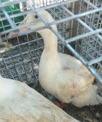 Ѽƨ���Ķ�ȥ�ˣ�