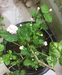 ��һ�η���Ƅ�򻨴���