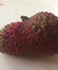 ������������֦����������ų����˵���֦