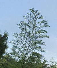 Ψ��ʳ���������ɹ���