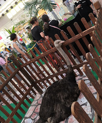 ���ù㳡С����չ��������Ķ��������δ������