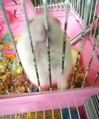 ������С��������������