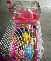 ������С��������������