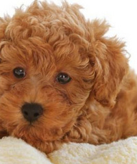 ���۸��᡿Ϊʲô���ڷ�������Ը��ѷ����������ģ�