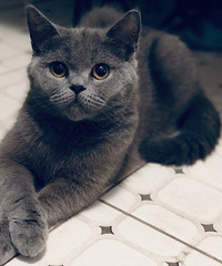 为我家猫主子找男朋友