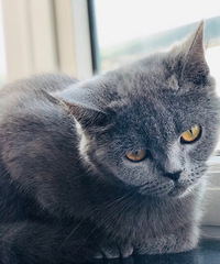 Ϊ�Ҽ�è������������