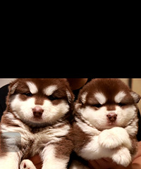 �����ܰ氢��˹�� ����һĸ