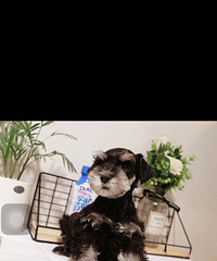 ����2����ѩ���� һ����ֻ