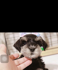 ����2����ѩ���� һ����ֻ