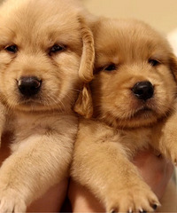 ����һ�ѽ�ë 700һֻ