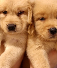 ����һ�ѽ�ë 700һֻ