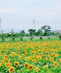 ��̨��������Կ����տ�����̨�����տ��ͻ��ش��̵�