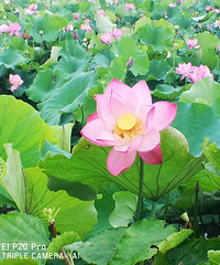 �峿������ӳ£�С�ɺ�¶��������