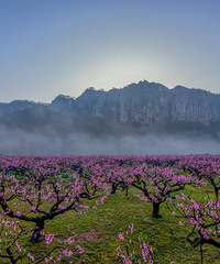 ���£������������壬�ջ�����һ������ʢ�ĺ��