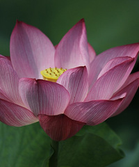 ��ҡ��Ҷ�����������˺ɻ�����ӳ