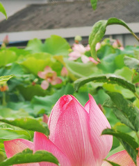 ��ӳ´�ĺɻ�����ͤͤ����