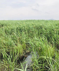 ����Ϻ��һ������ճ�