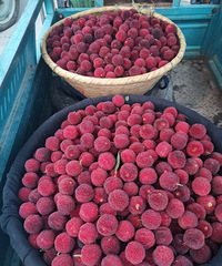 ������ˮ�������ۣ�Ϊɶ�ɾ���÷ȴһ֦����