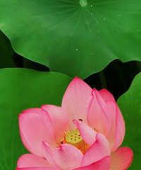 ����㳡��·�ŷ彭���մ�ĺɻ�