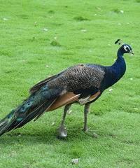 �򿨡�����̨����Ұ������԰