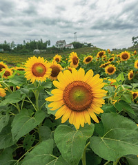 �������տ����������ں�ƽ�ﶫɽ�������򿨵�