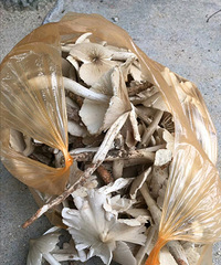 ɽ�ϲɵľ����ܳ���