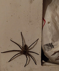 ���Ǽ��ﻹ�ܿ�������֩����