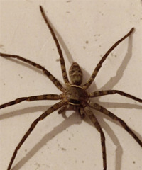 ���Ǽ��ﻹ�ܿ�������֩����