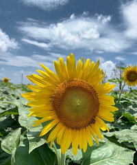 ϲ�����տ�����������