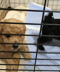 贵宾犬寻找有缘领养人
