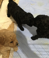 贵宾犬寻找有缘领养人