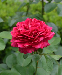 �����н�����԰�����ֻ�������