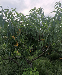 ����̨��ˮ���ҳ����������ձ��������ͷƫС��������