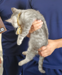 �������3��Ԫ������סèͷ����꿽�ʣ���è���Ǳ����ӣ�