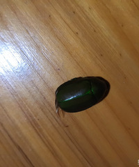 �Ǹ�ʱ������ƶ����׽����ӵ���ߣ�����������