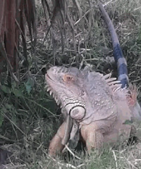 ���⣡��԰���߾���"����"��������1�ף�