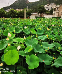 �񻷸ɽ��ɻ���